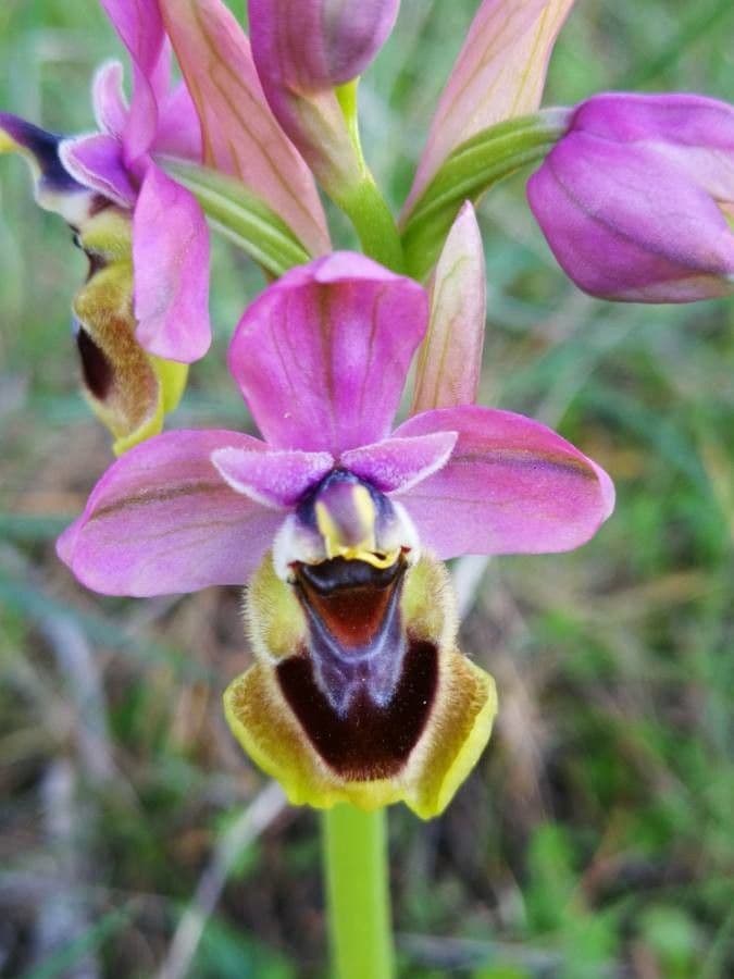 Ophrys tenthredinifera 6