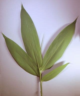 Bambù palmata 11
