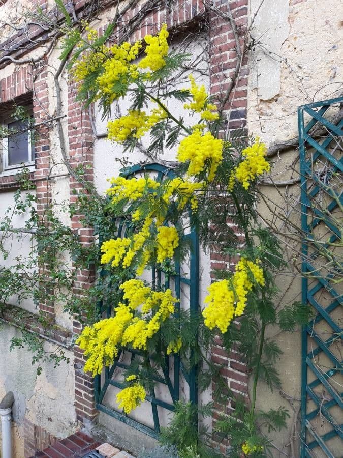 Mimosa 11