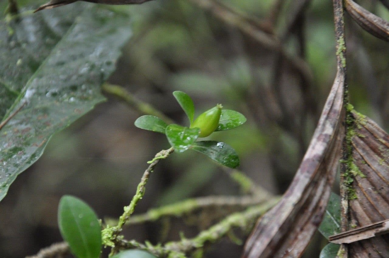 Psychotria 7
