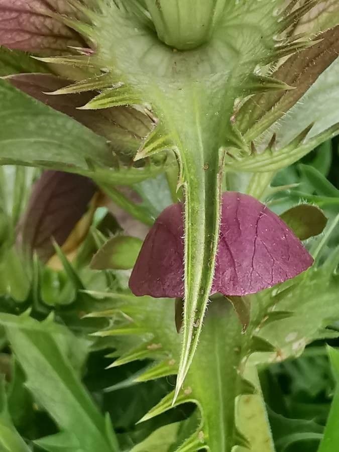 Acantho spinoso 29