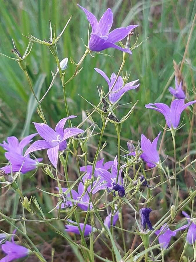 Campanula diffusa 30