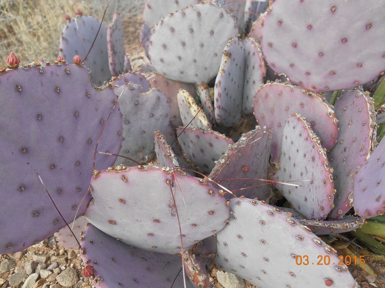 Opuntia macrocentra 12