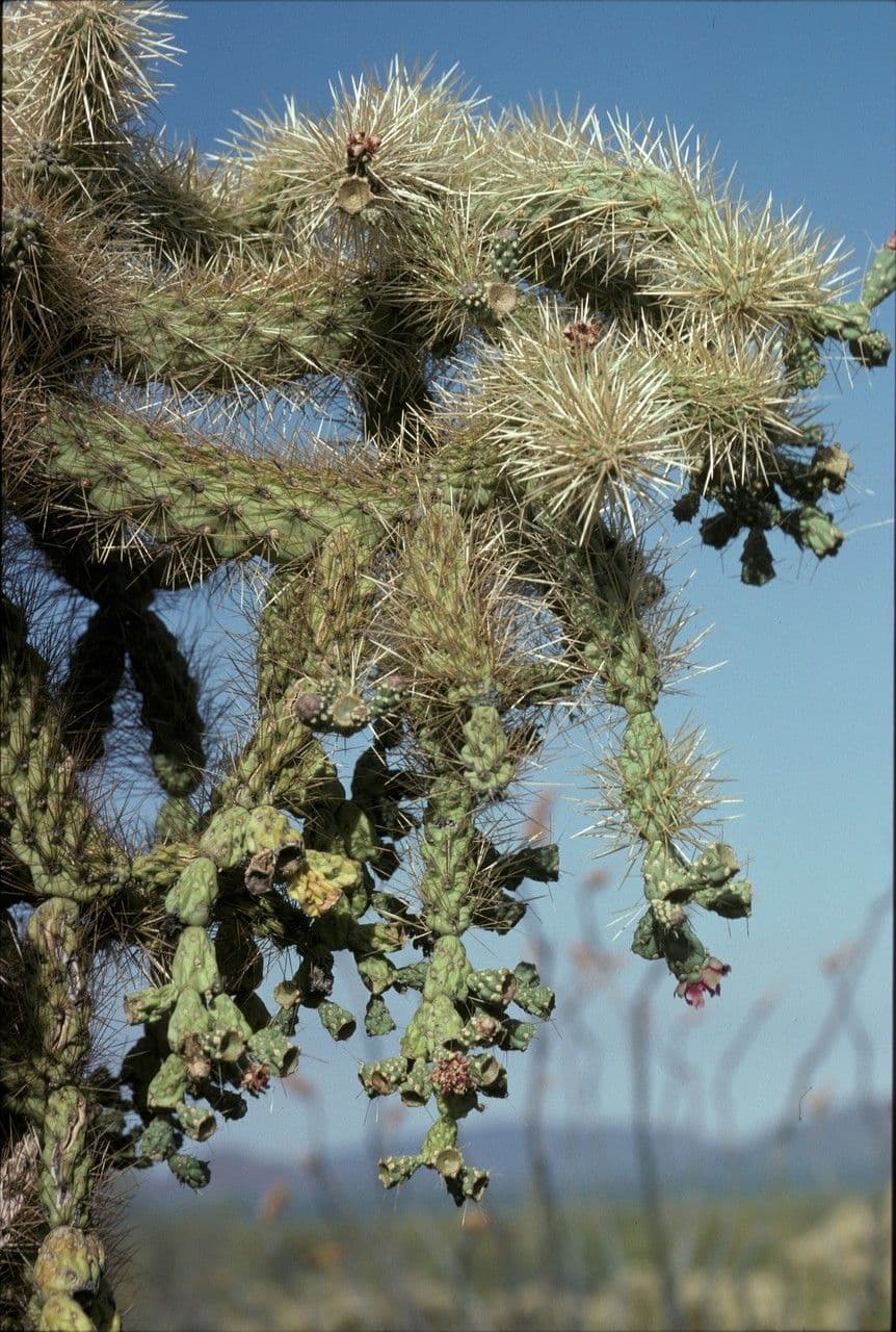 Feuer-Cholla 2