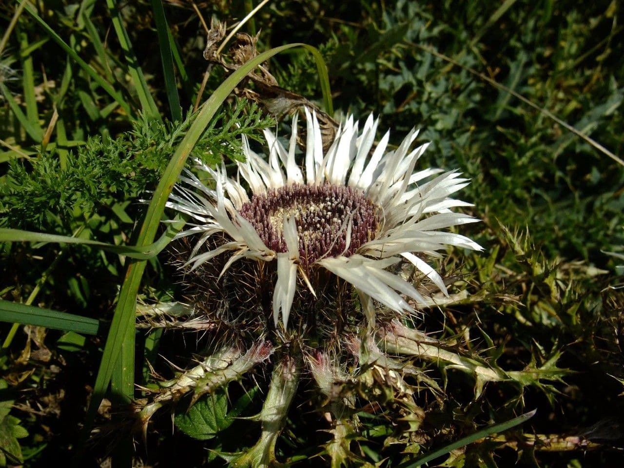 Silberdistel