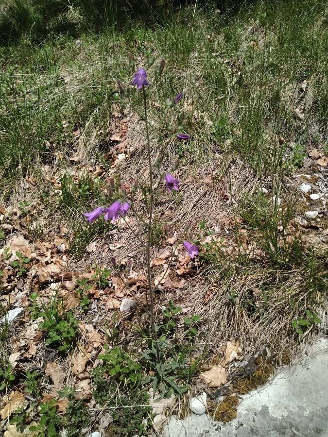 Campanula siberiana 10