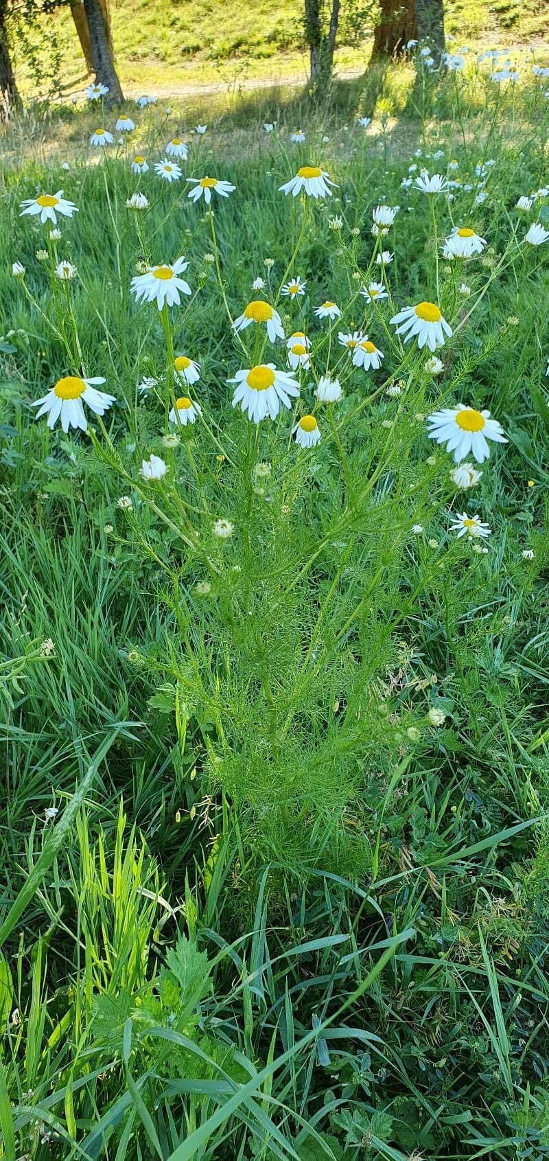 Camomilla romana 16
