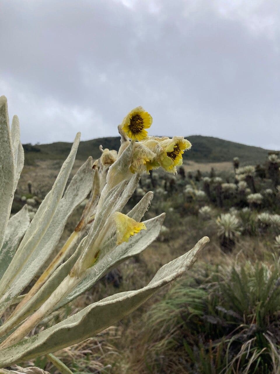 Espeletia 5