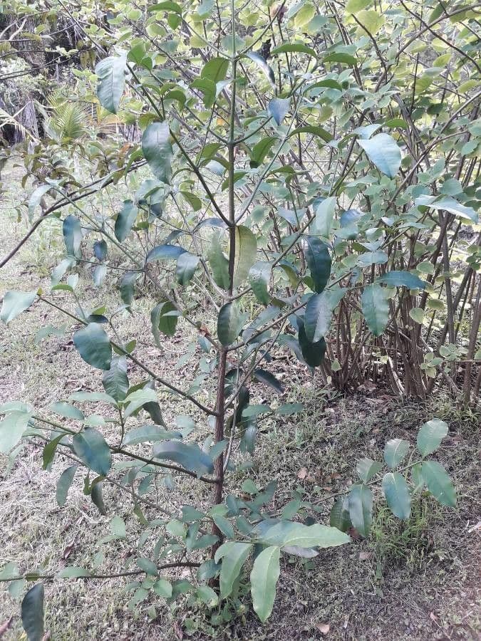 Garcinia 11