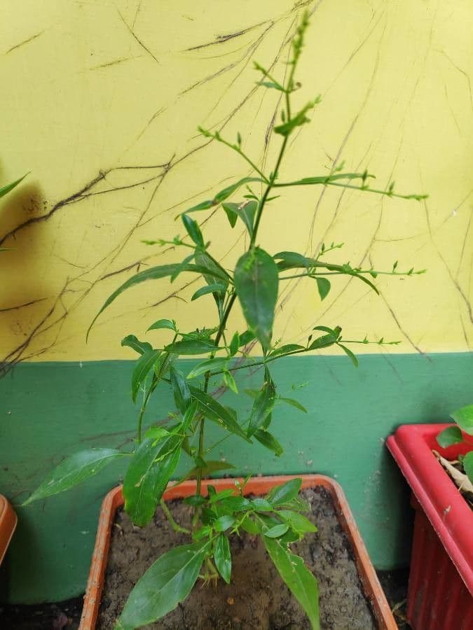 Andrographis paniculata 12