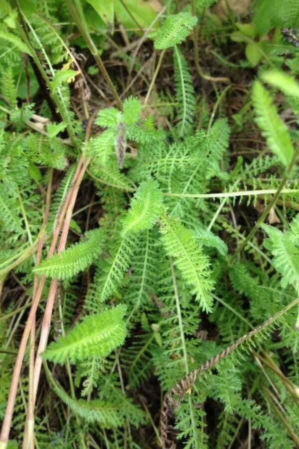 Achillée millefeuille 20