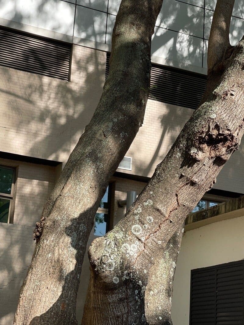 Leucaena 23