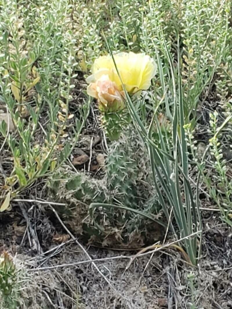 Nopal espinoso 10