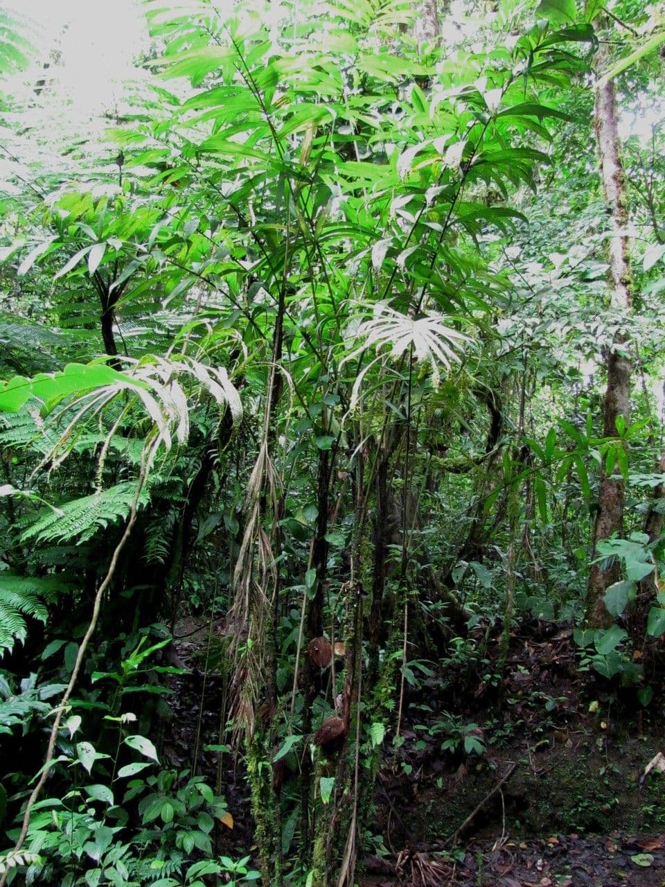 Bactris 6