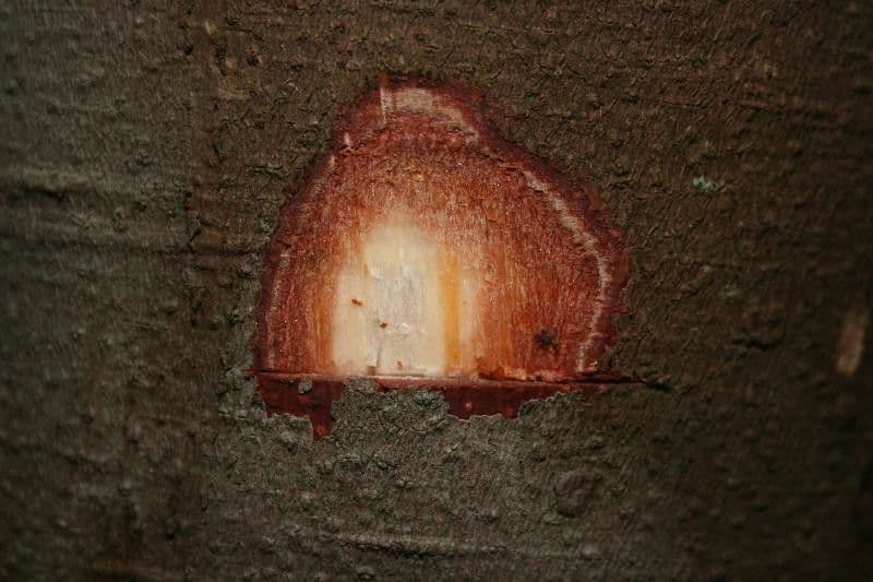 Protium sagotianum 15