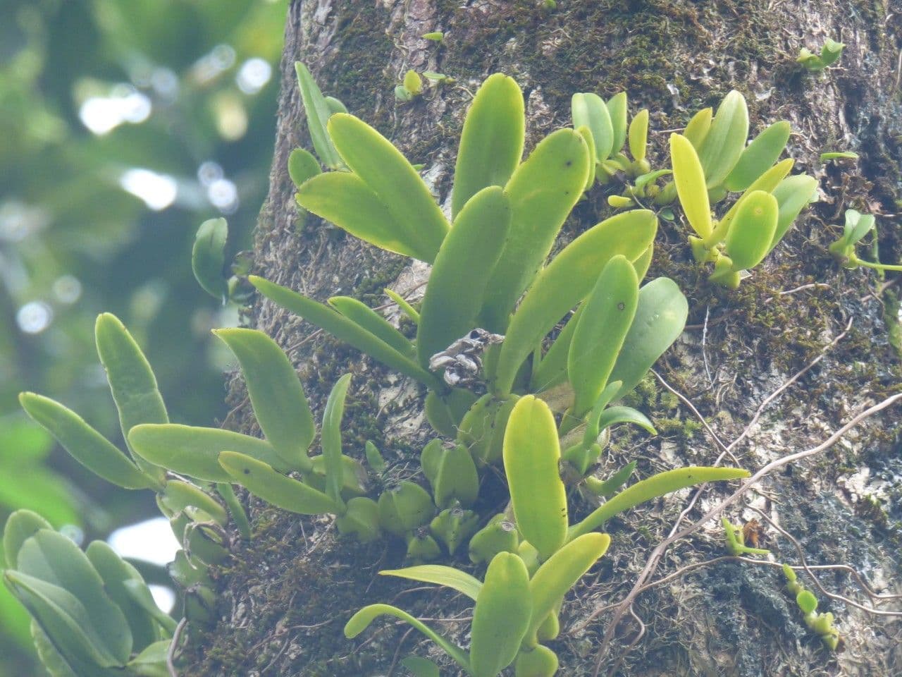 Bulbophyllum 11