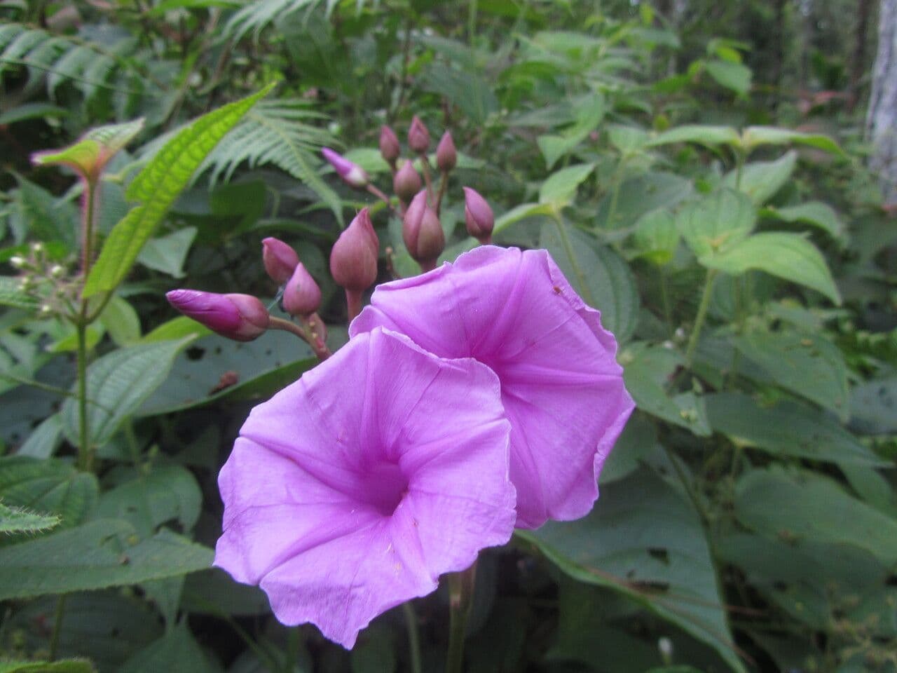 Ipomoea philomega 8