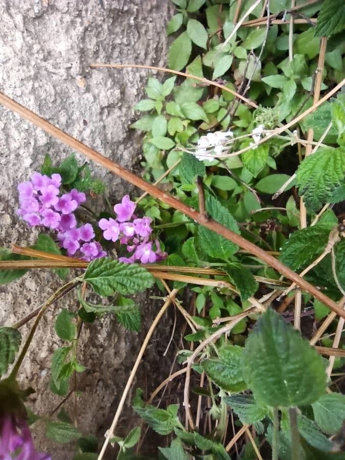 Lantana 19
