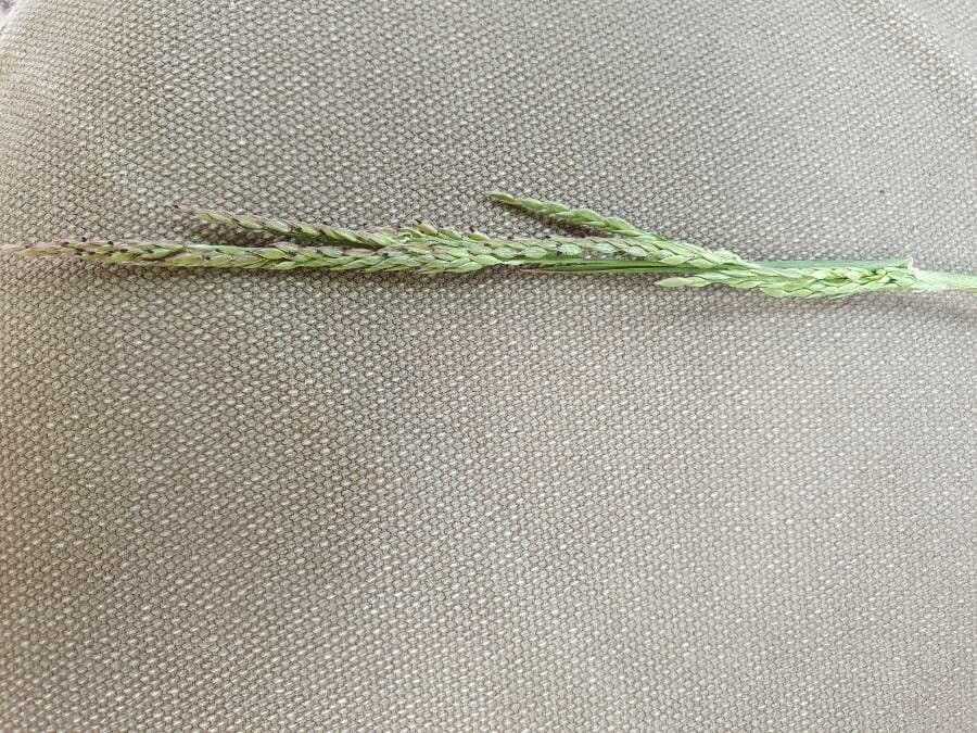 Urochloa 4