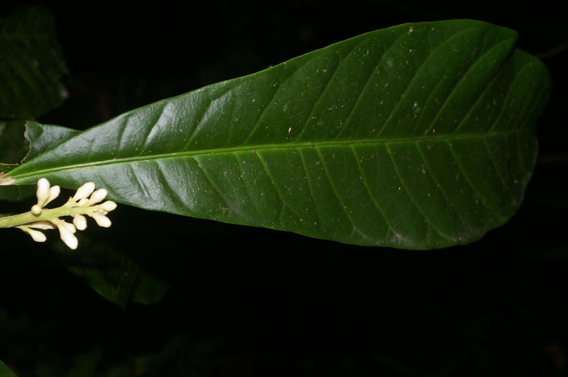 Conchocarpus 12