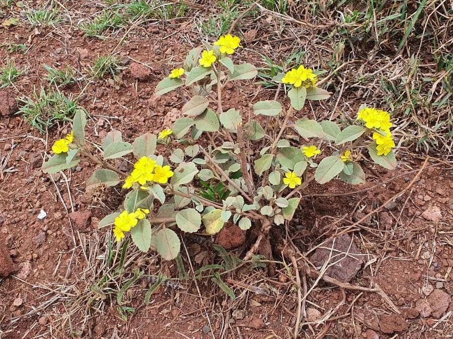 Melhania 13