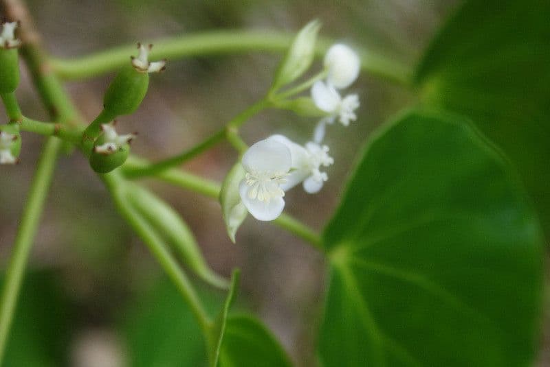 Begonia 6