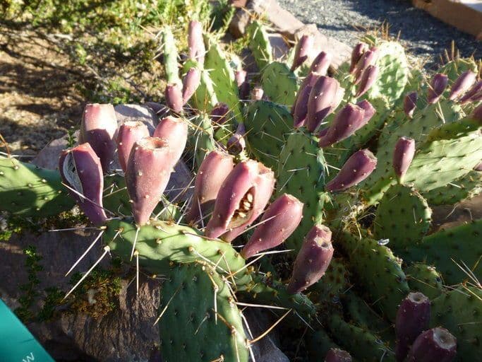 Westliche Feigenkaktus 4