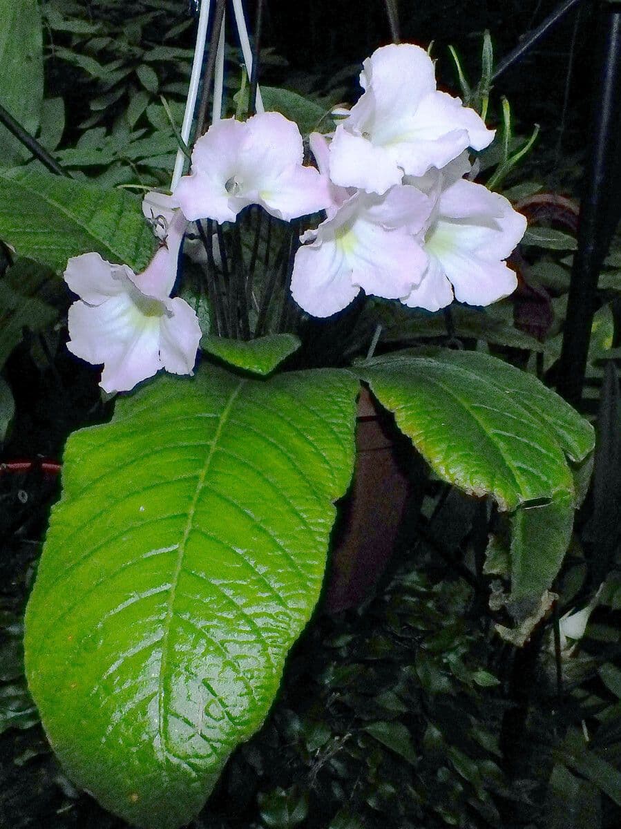 Streptocarpus 4