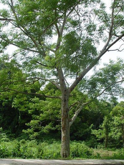 Schneller Seidenbaum 2