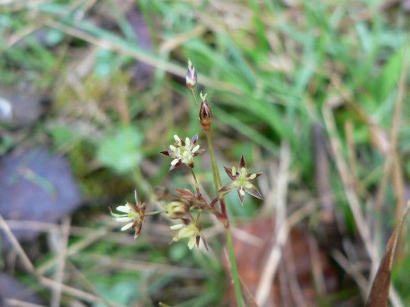 Kosmatka Forstera 23