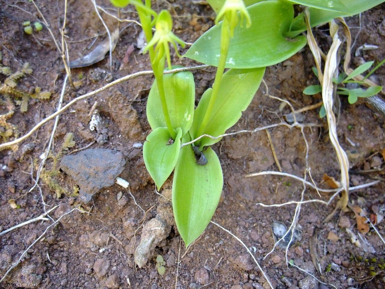 Habenaria 10