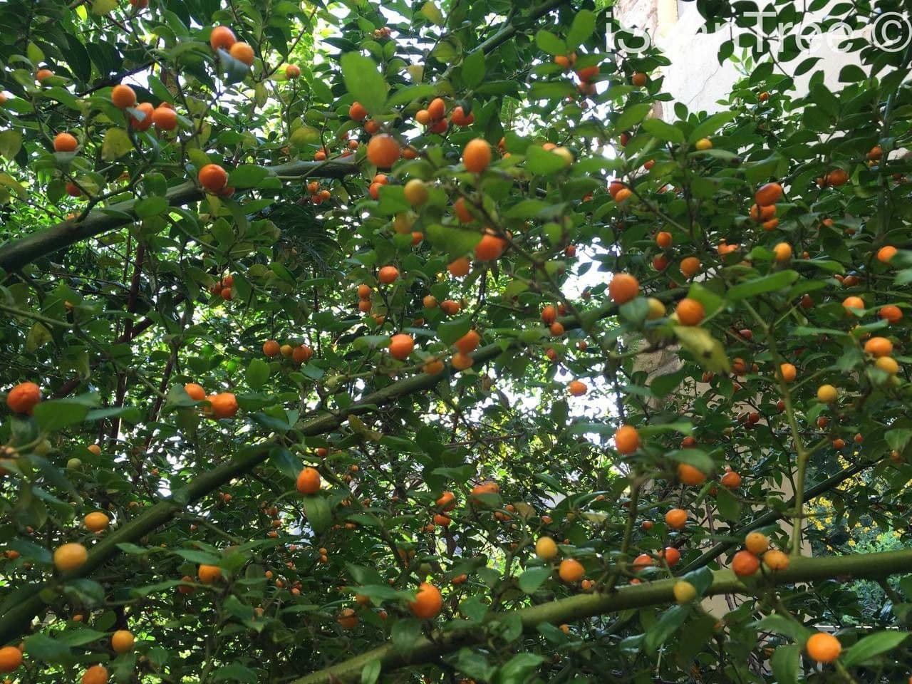 Stechpalmenblättriger Cassinopsis 8