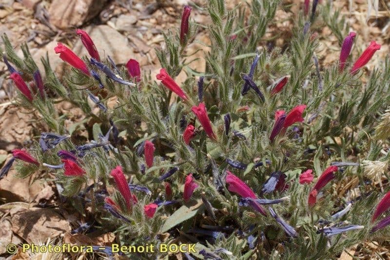 Echium humile 6