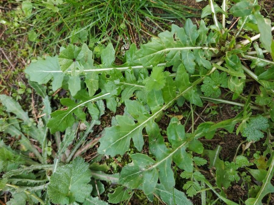 Rucola 19