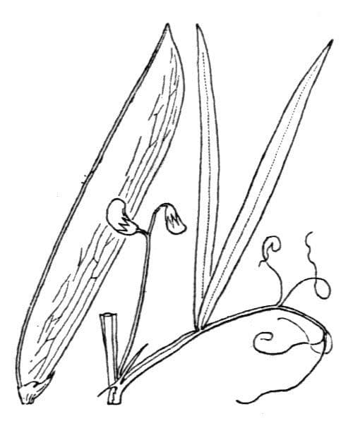 Veccia annuale 25