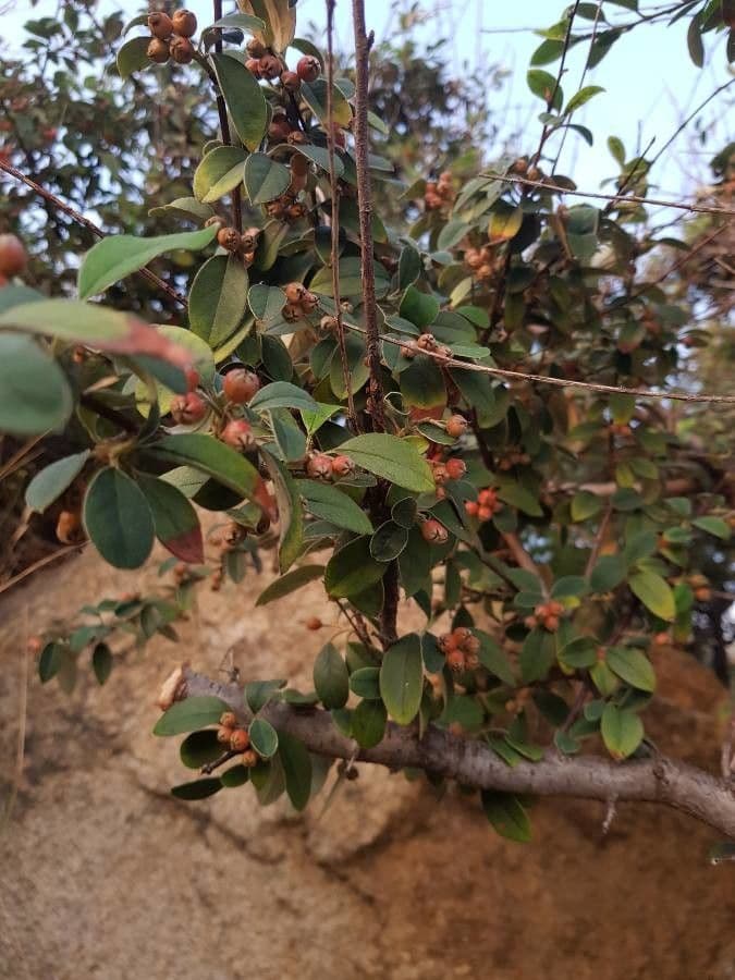 Cotonéaster cotoneaster 17