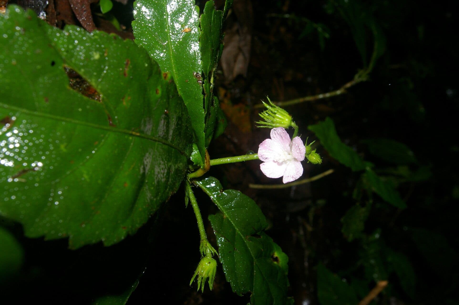 Pavonia 2