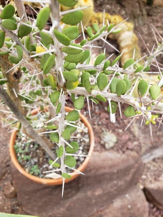Alluaudia 2