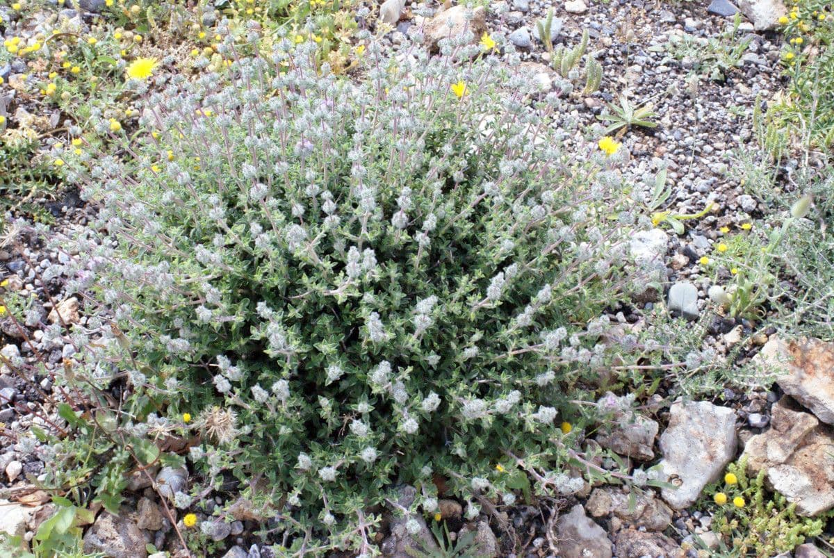 Saturejka thymbra 10