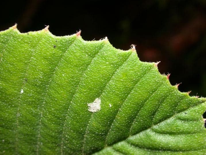 Tetracera 11