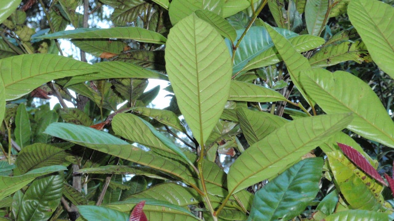 Nothofagus 11