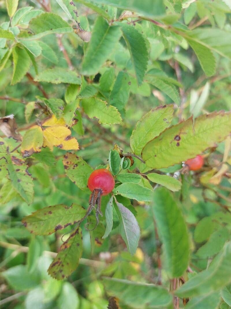 Rosa di maggio 2