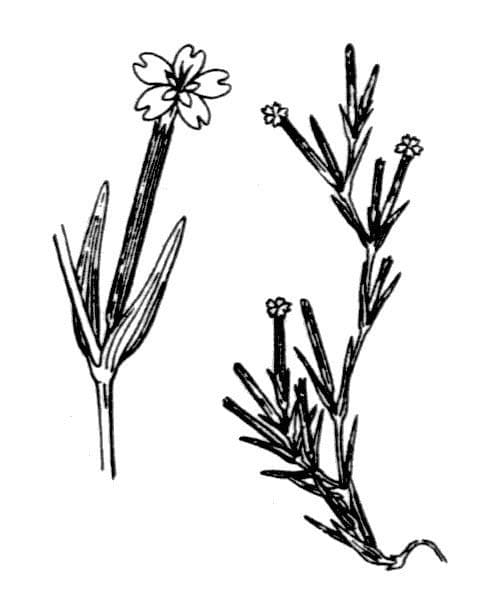 Velezia rigida 16
