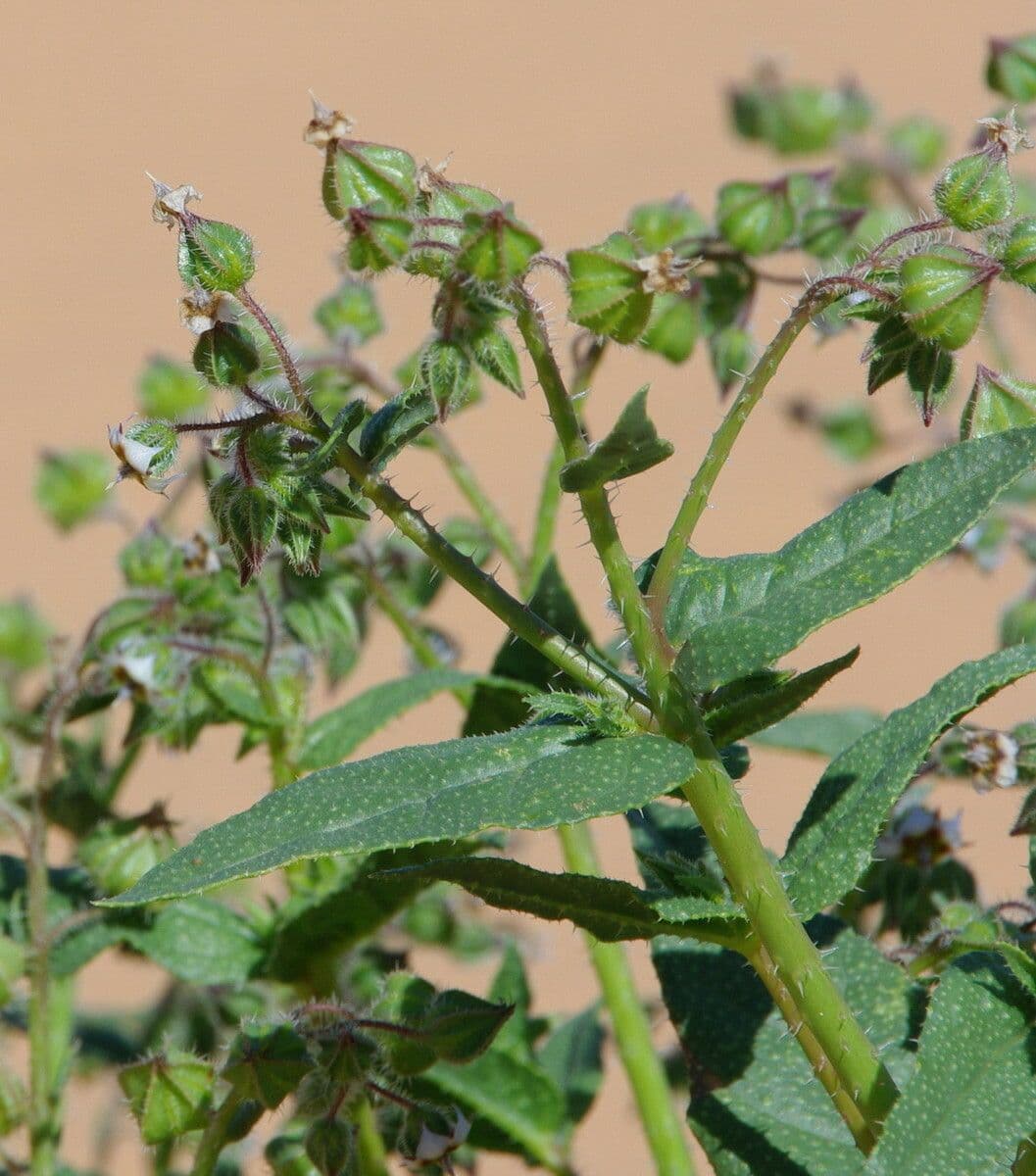 Trichodesma 10