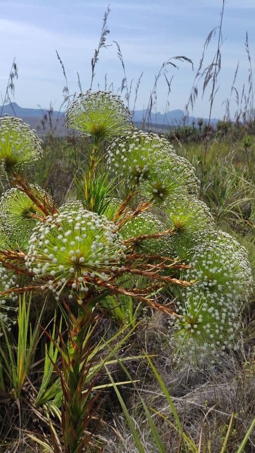 Paepalanthus 6