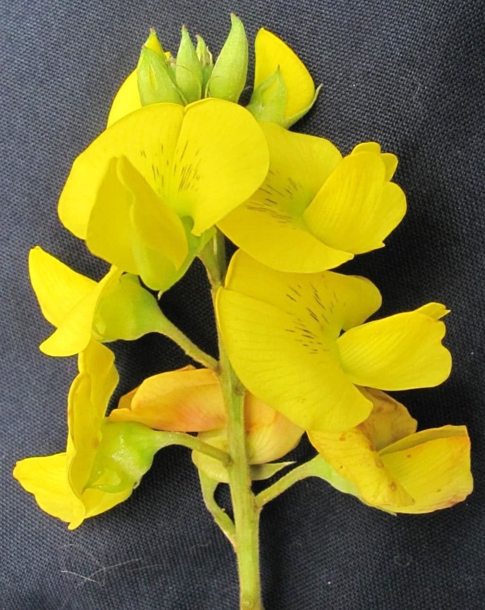 Crotalaria 24