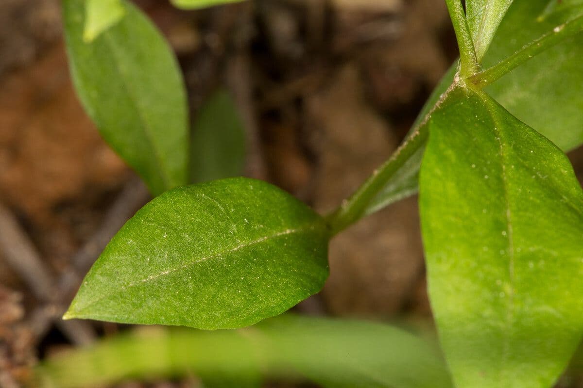 Pseudostellaria 6