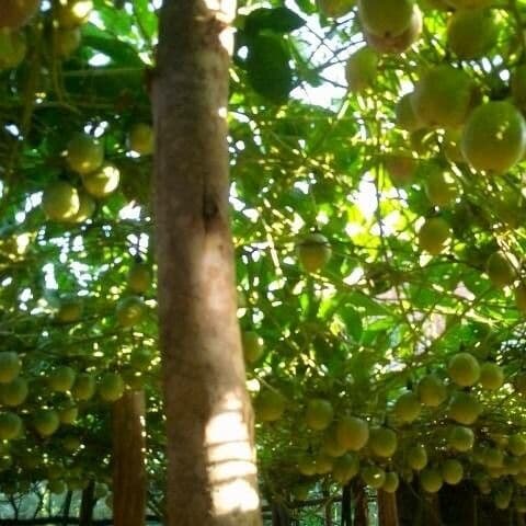 Santol 4