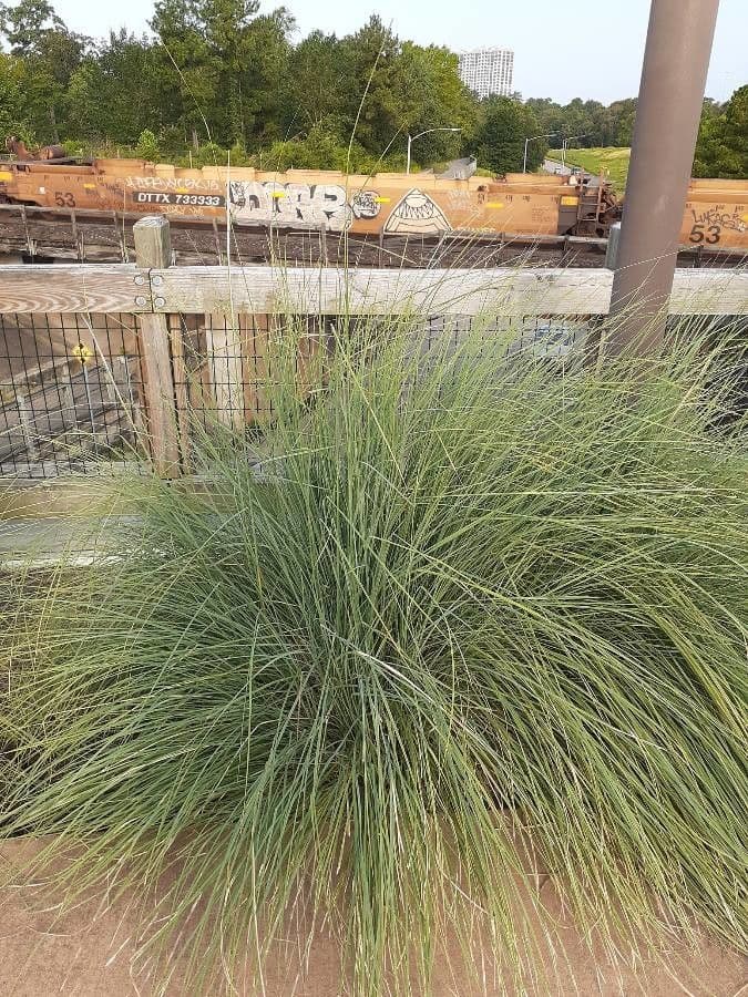 Muhlenbergia 11