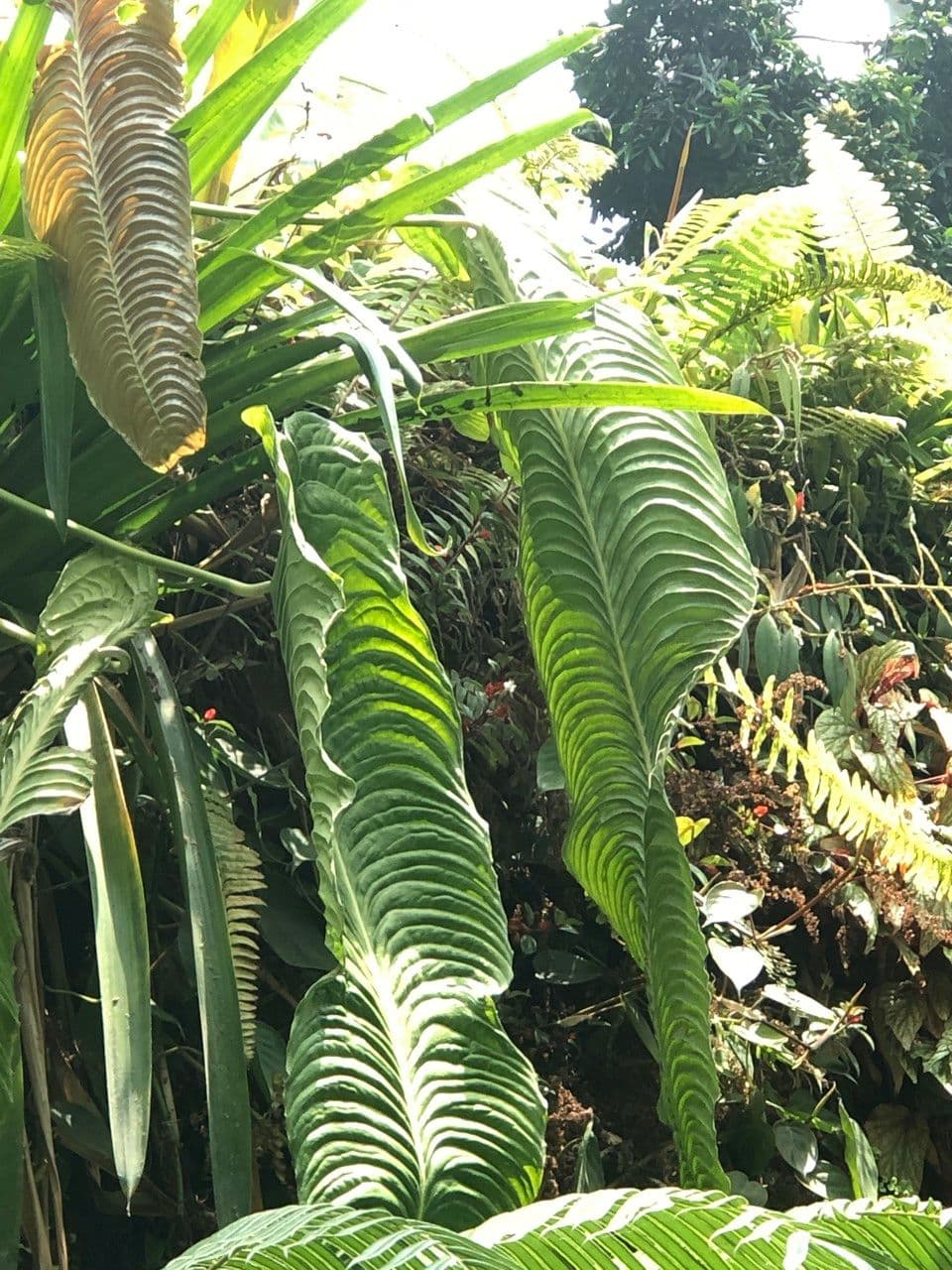 Anturio 3